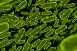 pimple treatment in bangalore